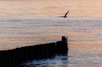 Guenther Behrens.jpg